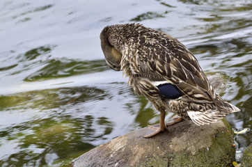 anatra germano reale