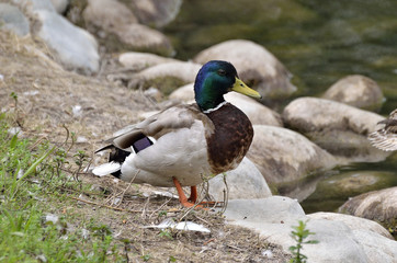 anatra germano reale