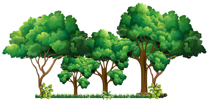 Scene with many trees