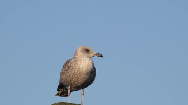Seagull standing on wooden post and looking in front of blue sky