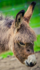 Donkey face closeup