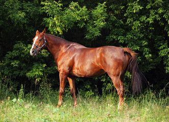 Fototapeta premium Thoroughbred young horse posing against summer woods