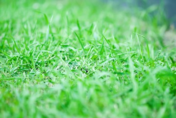 Background of a green grass