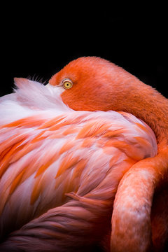 Fototapeta Flamenco rosado - Phoenicopterus ruber