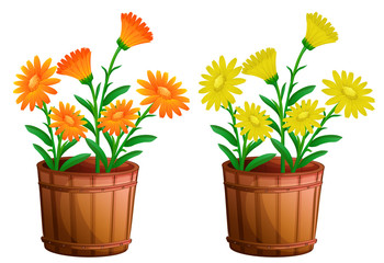 Two pots of calendula flowers