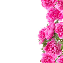 Bouquet of pink peonies
