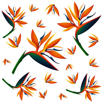 Seamless background with bird of paradise flowers