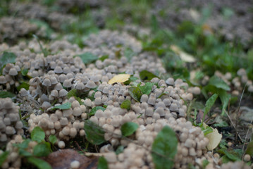 The fantastic mushroom glade in wood