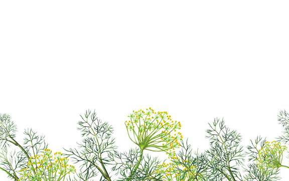 Seamless Border Of Watercolor Fennel Plant