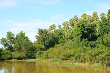 Primeval forest,Ban Dung District, Udon Thani Province Thailand