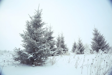 frosty landscape with trees