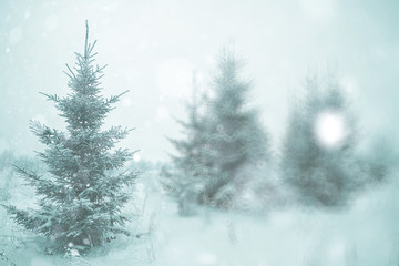 Fototapeta na wymiar blurred background small Christmas trees with snow winter