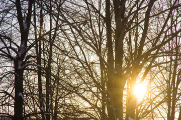Sunset behind trees without leaves