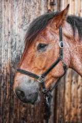 Obraz premium Pferdekopf Portrait vor Holzwand