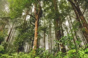 Zelfklevend Fotobehang Evergreen jungle forest after rain. Natural misty background. Bali island, Indonesia. © Konstantin Aksenov