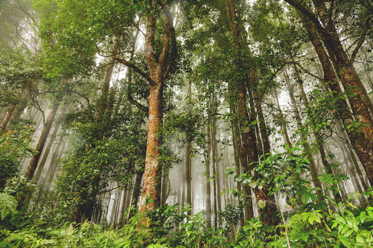 Fototapeta Evergreen jungle forest after rain. Natural misty background. Bali island, Indonesia.