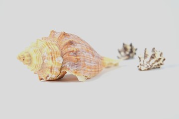 Seashells on a white background for postcards and backgrounds.