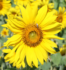 Obraz premium beautiful sunflower plant in the field, Thailand