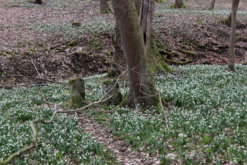 Märzenbecher-Blüte im Nationalpark Hainich