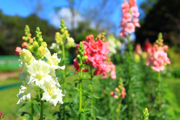 Obraz premium the clear sky with white flower and pink flower in garden