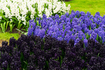 blue, violet and white hyacinth flowerbed in dutch park Keukenhof close up, Netherlands