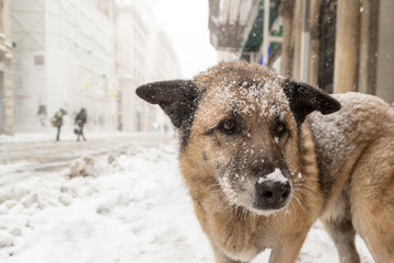 Homeless stray dog in Istiklal Street under heavy snowfall