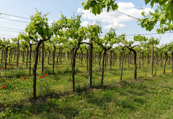 Vineyards in the Valpolicella region in Italy