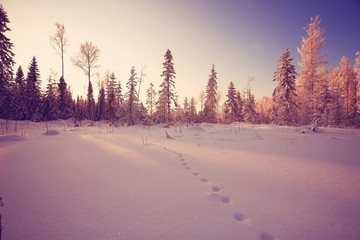 frosty winter morning landscape nature sunny