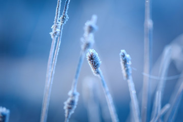 Frosted grass, covered with ice crystals. Outdoor plants covered with ice on a cold autumn morning.