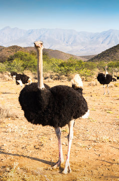 Ostriches near Oudtshoorn, South Africa