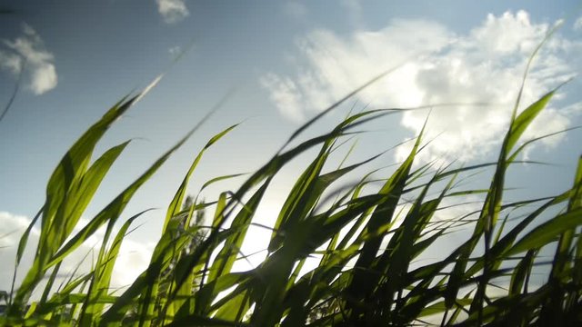 tall grass waving in slow motion in the wind with a blue sky background