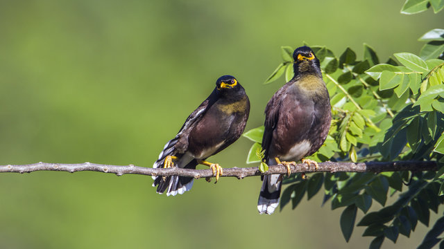 Common mynah in Ella, Uva province, Sri Lanka
