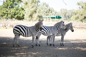 Fototapeta na wymiar Three zebras standing in a nature park