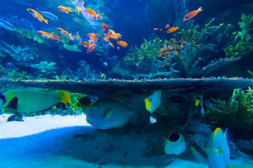 サンゴに集まる魚たち