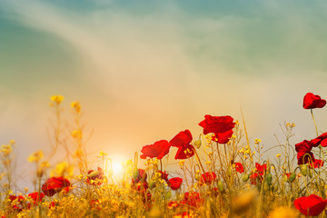 Obrazy na Szkle  Pole jasnoczerwonych kwiatów maku na wiosnę.