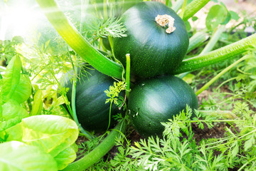 Zucchinis wachsen im Hochbeet
