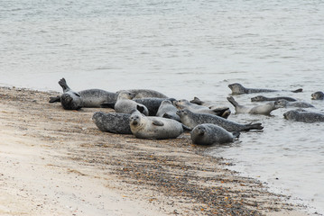 Obraz premium Colony of seals lying on the Beach