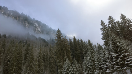 Snowy winter trees and cliffs of the french alps