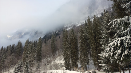 Snowy winter trees and cliffs of the french alps
