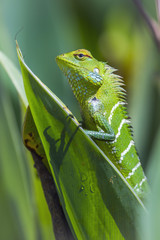 Fototapeta premium green forest lizard in Ella, Uva province, Sri Lanka