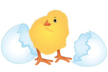 Sweet chicks at Easter time