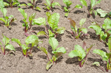 Young beet seedlings growing in the garden  