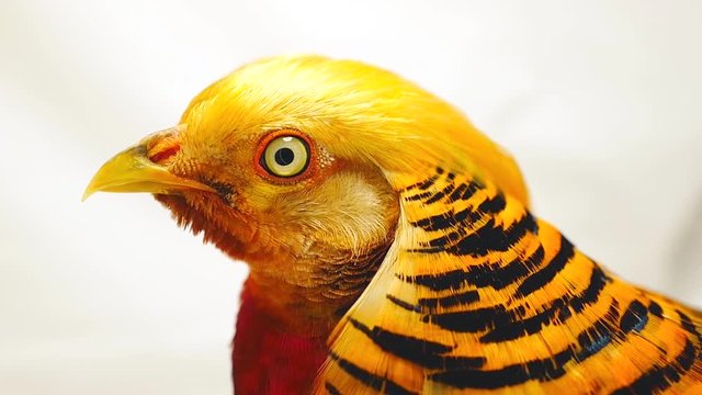 male  gold pheasant on a white background