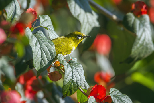 Oriental white-eye in Ella, Uva province, Sri Lanka