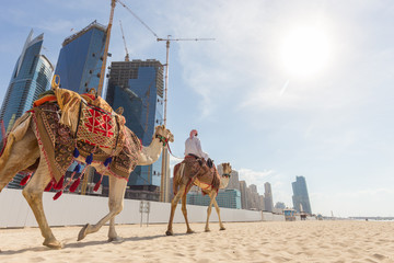 Tour guide offering tourist camel ride on Jumeirah beach on in Dubai, United Arab Emirates. Luxury Dubai Marina skyscrapers in background. © kasto