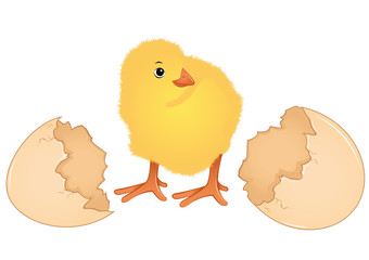 Sweet chicks at Easter time