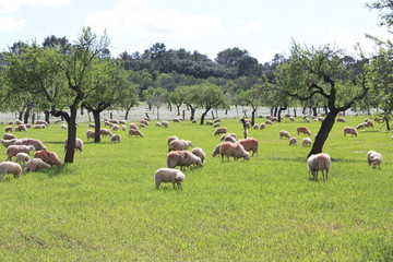 Obraz premium Schafe auf Mallorca