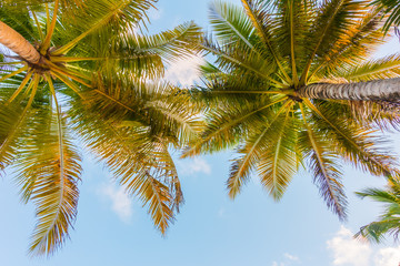 Naklejka na ściany i meble Coconut tree over blue sky .