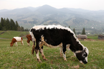 cow in the village