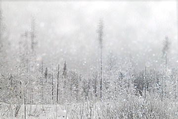 blurred background abstract winter snow landscape